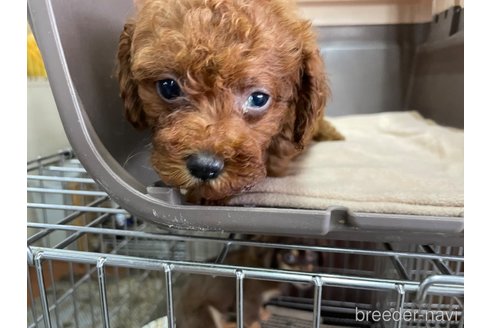 成約済の愛媛県のタイニープードル-321224の4枚目