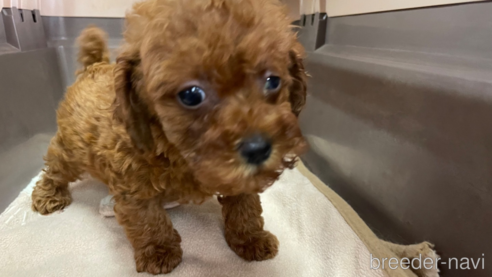 成約済の愛媛県のタイニープードル-321224の1枚目