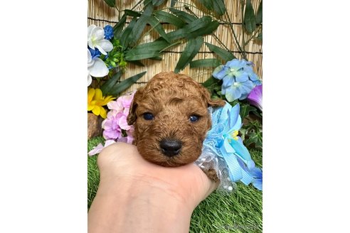 成約済の愛知県のトイプードル-318871の18枚目