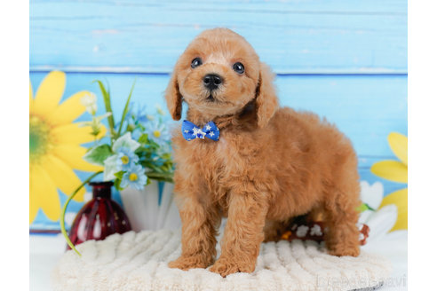 成約済の神奈川県のトイプードル-321223の7枚目