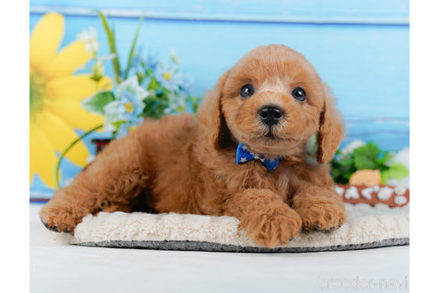 成約済の神奈川県のトイプードル-321223の6枚目