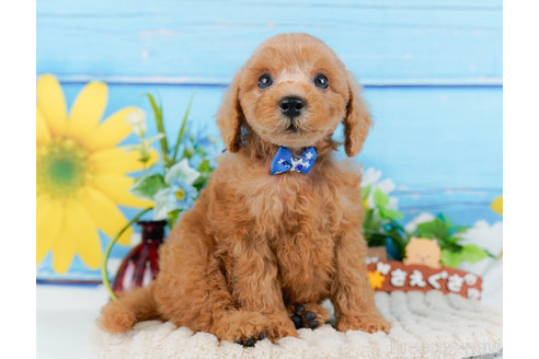 成約済の神奈川県のトイプードル-321223の5枚目