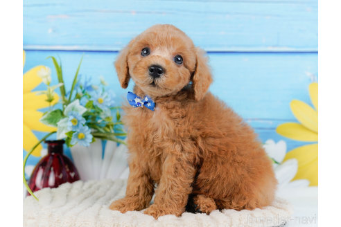 成約済の神奈川県のトイプードル-321223の4枚目