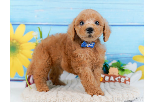 成約済の神奈川県のトイプードル-321223の3枚目