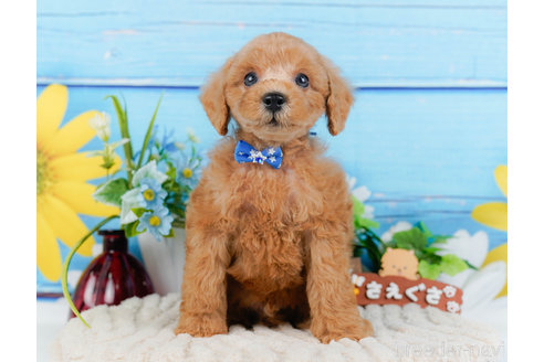 成約済の神奈川県のトイプードル-321223の2枚目