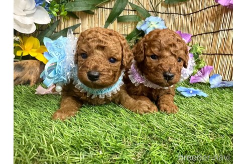 成約済の愛知県のトイプードル-318911の5枚目
