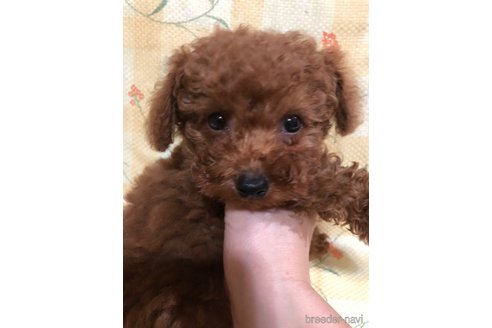 成約済の兵庫県のトイプードル-316023の8枚目