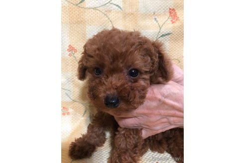 成約済の兵庫県のトイプードル-316023の7枚目