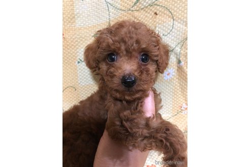 成約済の兵庫県のトイプードル-319019の10枚目