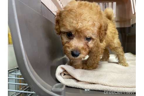 成約済の愛媛県のタイニープードル-321228の4枚目