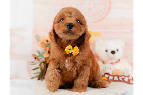 成約済の神奈川県のトイプードル-321232の16枚目