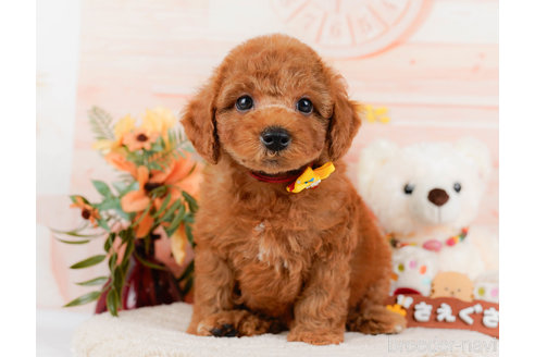 成約済の神奈川県のトイプードル-321232の15枚目