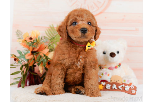 成約済の神奈川県のトイプードル-321232の14枚目