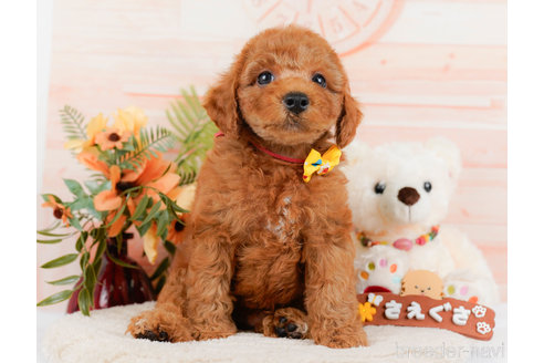 成約済の神奈川県のトイプードル-321232の13枚目