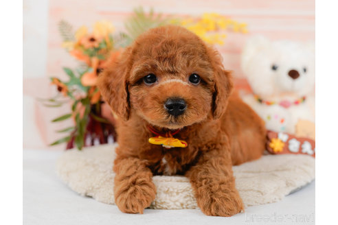 成約済の神奈川県のトイプードル-321232の10枚目