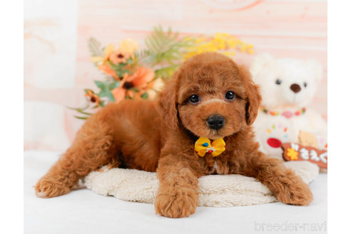 成約済の神奈川県のトイプードル-321232の9枚目