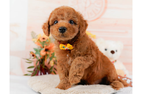 成約済の神奈川県のトイプードル-321232の8枚目