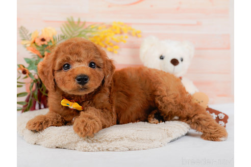 成約済の神奈川県のトイプードル-321232の6枚目