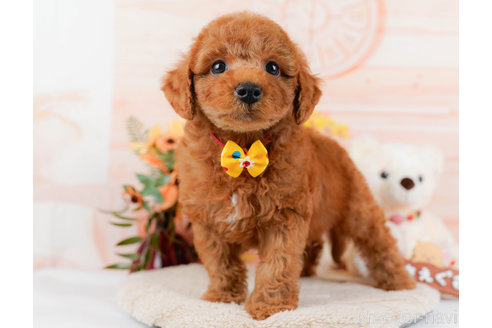 成約済の神奈川県のトイプードル-321232の5枚目