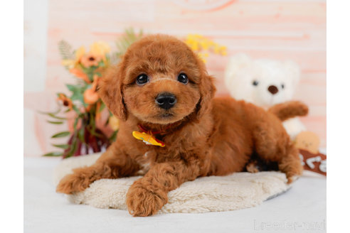 成約済の神奈川県のトイプードル-321232の4枚目