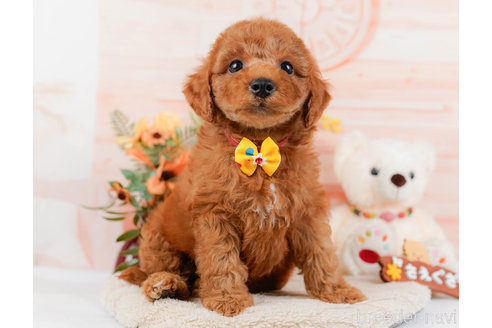 成約済の神奈川県のトイプードル-321232の2枚目