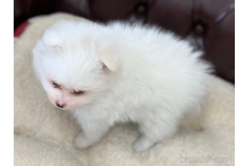 成約済の香川県のポメラニアン-321236の7枚目