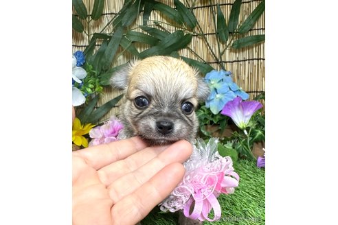 成約済の愛知県のチワワ(ロングコート)-317515の15枚目