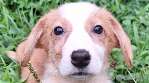 成約済の神奈川県のミックス犬-306834の1枚目