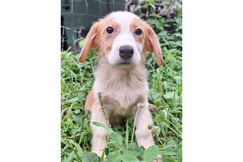 成約済の神奈川県のミックス犬-306834の5枚目