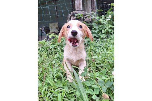 成約済の神奈川県のミックス犬-306834の4枚目