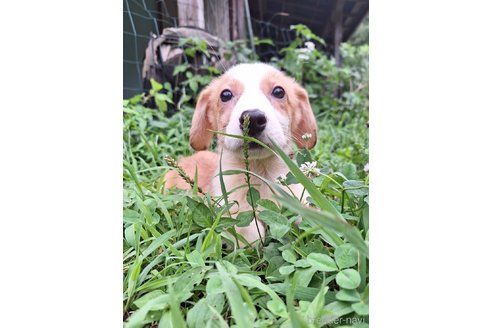 成約済の神奈川県のミックス犬-306834の3枚目