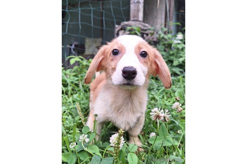 成約済の神奈川県のミックス犬-306834の2枚目