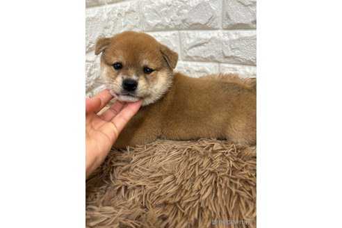 成約済の千葉県の豆柴-321272の2枚目