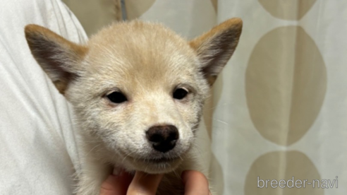 成約済の香川県の豆柴-314544の4枚目