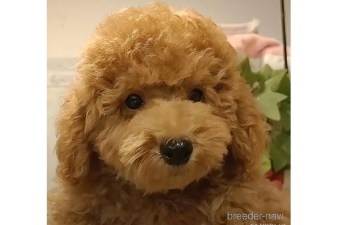 成約済の愛知県のティーカッププードル-311052の4枚目