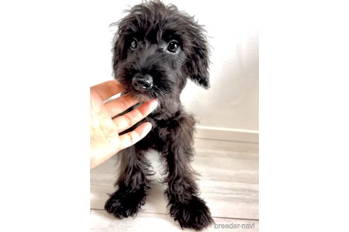 成約済の奈良県のミックス犬-301886の2枚目