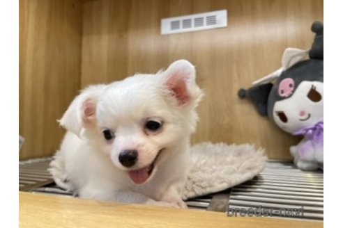 成約済の愛知県のチワワ(ロングコート)-321295の5枚目