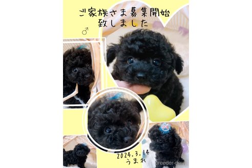 成約済の香川県のタイニープードル-316571の2枚目