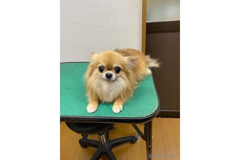 成約済の福岡県のチワックス:チワワ×ミニチュアダックスフンド-321314の2枚目