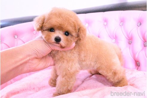 成約済の茨城県のティーカッププードル-321325の10枚目