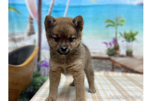 成約済の千葉県のミックス犬-321334
