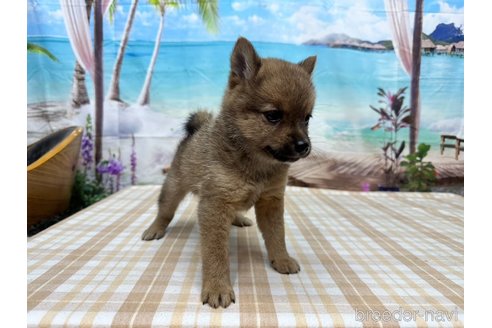 成約済の千葉県のミックス犬-321334の2枚目