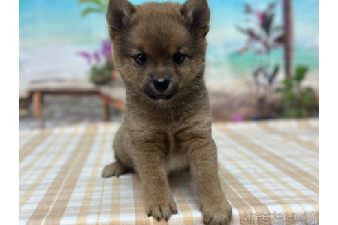 成約済の千葉県のミックス犬-321334の4枚目