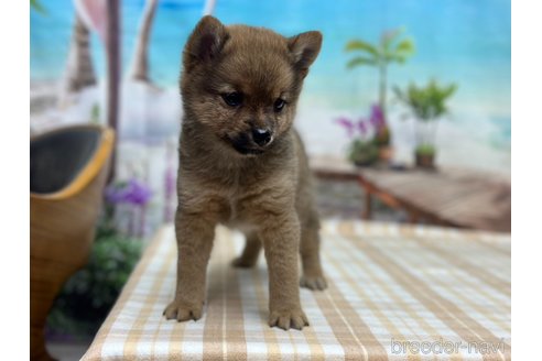 成約済の千葉県のミックス犬-321334の3枚目
