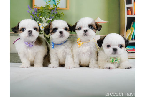 成約済の神奈川県のミックス犬-321341の13枚目