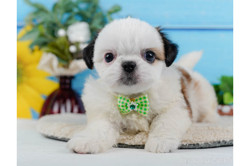 成約済の神奈川県のミックス犬-321341の12枚目