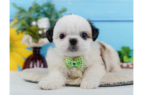 成約済の神奈川県のミックス犬-321341の11枚目