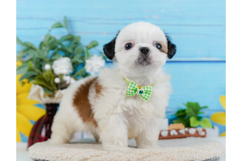 成約済の神奈川県のミックス犬-321341の10枚目