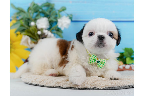 成約済の神奈川県のミックス犬-321341の9枚目