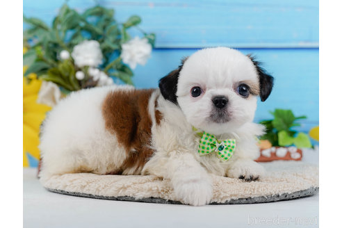 成約済の神奈川県のミックス犬-321341の8枚目